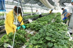 農業体験しませんか？Part２