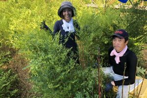 農業体験しませんか？Part3『南天を植えよう！』