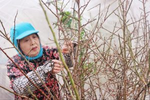 農業体験しませんか？Part５　出荷最盛期の『南天・うらじろ・花梅』