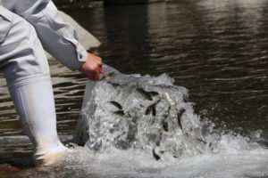 鮎の放流！！