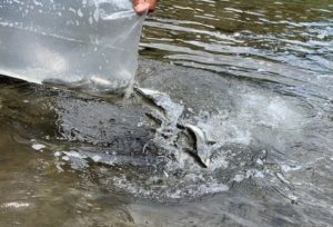 鮎の放流～<゜)))彡