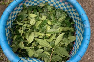 お茶摘みに行ってきました🍂