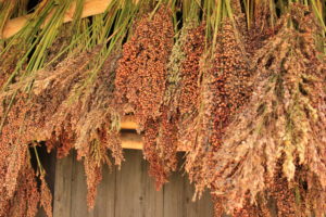 タカキビ収穫🌾