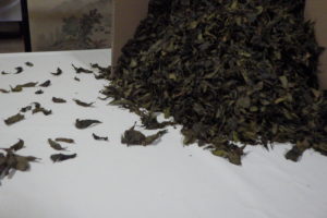 上勝阿波晩茶の選別作業🍂