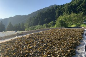 上勝阿波晩茶の茶干しに行ってきました！