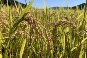 稲刈りにお邪魔しました！in八重地