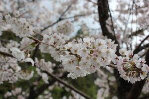 町内さくら便り🌸
