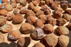 梅干し作り体験！