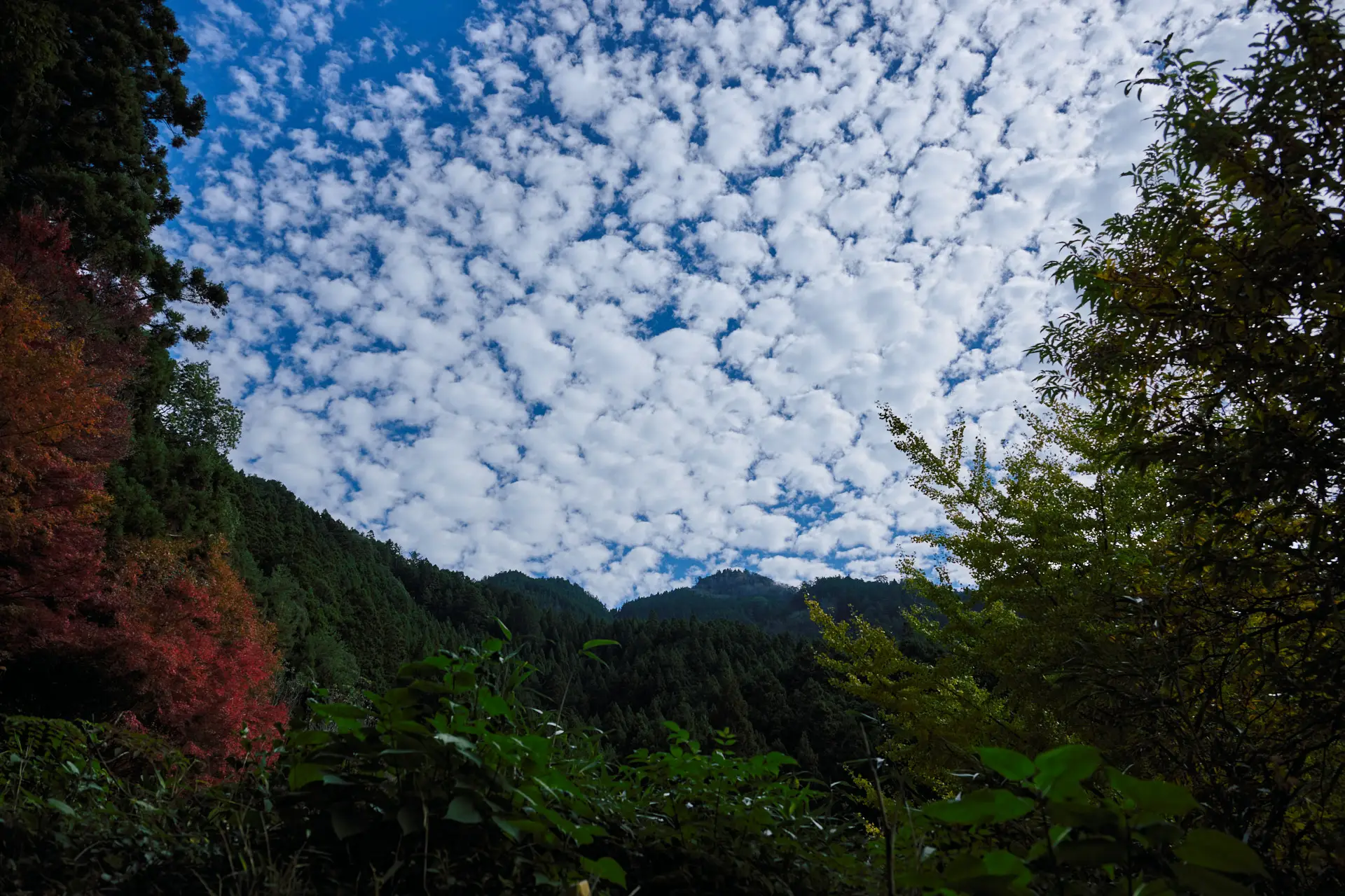 セクション1写真