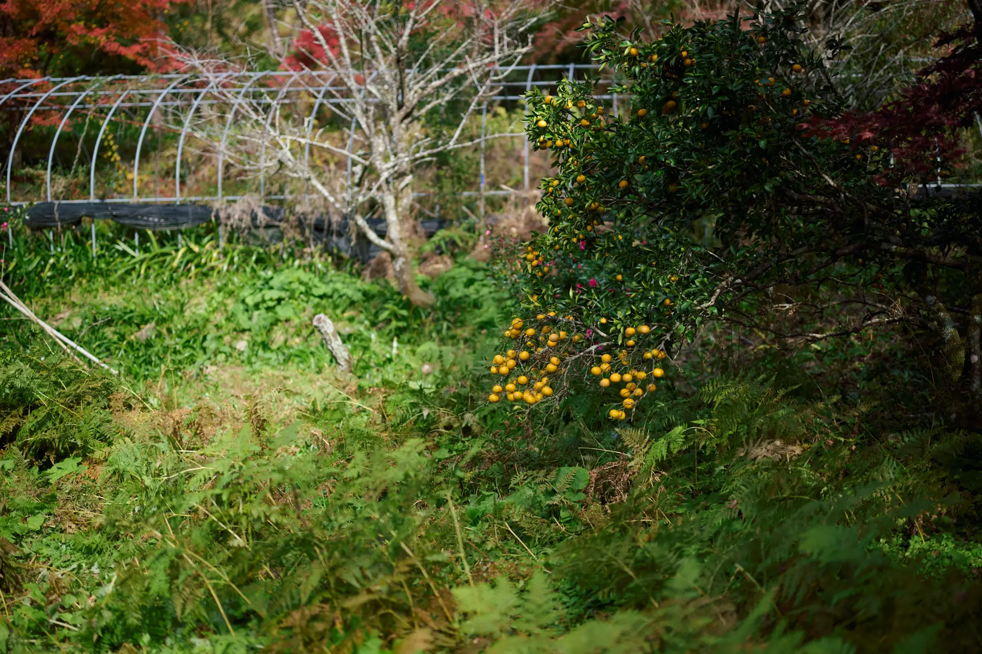 セクション2写真